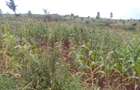 64,000 ft² Land at Kiambu Riabai - 9