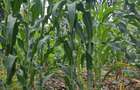 Residential Land in Ridgeways - 6