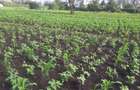 0.25 ac Residential Land in Ongata Rongai - 3