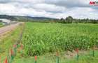 50,100 ft² Residential Land in Kamangu - 4