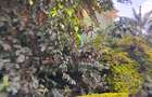 0.70 ac Land in Westlands Area - 3