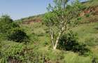 100 ac Land at Olepolos - 9
