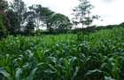 Land at Kirawa Road - 11
