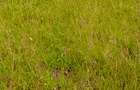 Land in Joska - 10