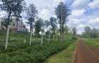 Land in Ruiru - 3