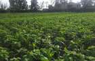 0.25 ac Residential Land in Ongata Rongai - 1