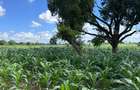 505 m² Land at Mavueni - 8