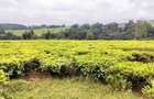 Land at Kiambu - 7