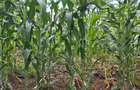 Residential Land in Ridgeways - 1