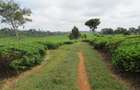 Land in Kiambu Town - 2