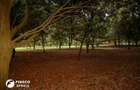 50 ft² Residential Land at Juja - 20