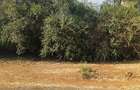 Residential Land at Tumbili Road - 2