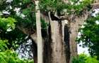 Land in Vipingo - 7