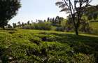 5 ac Land at Tigoni - 6