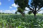 505 m² Land at Mavueni - 9
