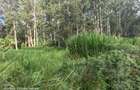 Land at Tigoni - 13