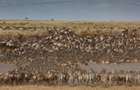 Commercial Property with Electric Fence at Maasai Mara - 8