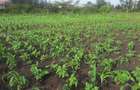 0.25 ac Residential Land in Ongata Rongai - 5