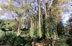 1 ac Land in Lavington - 1