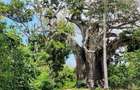 Land in Vipingo - 12