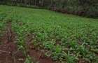 0.113 ac Land in Ngong - 7