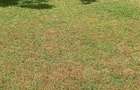 0.5 ac Residential Land at Kirawa Rd - 5