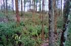 Land at Upper Matasia - 1