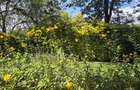 4 Bed Townhouse with En Suite in Spring Valley - 2