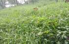 Land at Kibiko Ngong - 5