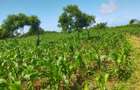 Land in Kilifi County - 8