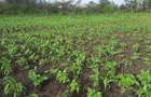 0.25 ac Residential Land in Ongata Rongai - 4