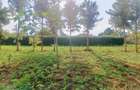 500 m² Residential Land at Nairobi Ndogo Estate - 11