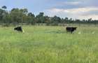 Land in Nanyuki - 3