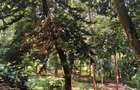 Residential Land at Kyuna - 4