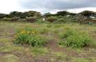 0.5 ac Residential Land in Langata - 2