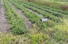 Commercial Land at Kitengera - 3