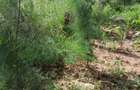 13 ac Land at Majaoni - 11