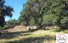 5 ac Land in Kitisuru - 3
