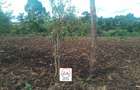 0.125 ac Land at Oloropil Ward - 6