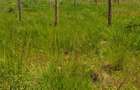Land at Riverline Ridges - 4
