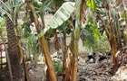 Commercial Property in Changamwe - 15