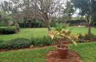 5 Bed House with En Suite in Nyari - 5