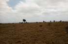 Land at Umma University - 9