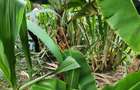 0.444 ac Residential Land at Green Castle - 3