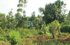 0.25 ac Land at Gikambura - 2