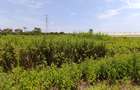 0.125 ac Residential Land at Kiambu - Kamiti Road - 2