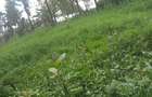 Land at Kibiko Ngong - 13
