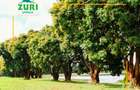 1,000 m² Residential Land at Zuri Springs Estate - 14