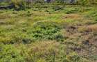 Land in Diani - 5
