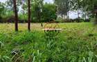 0.125 ac Land at Off Ruaka Banana Road - 12